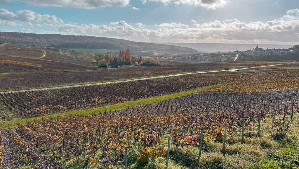 Weinberg in der Champagne