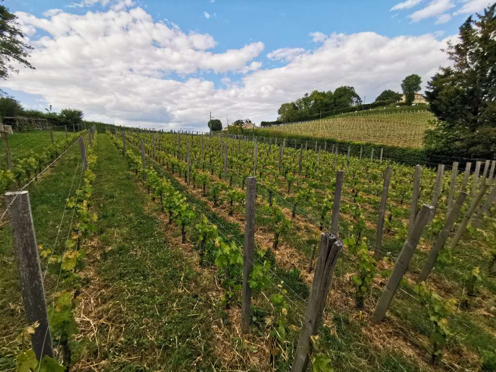 Cabernet Franc Parzelle bei Clos des Baies